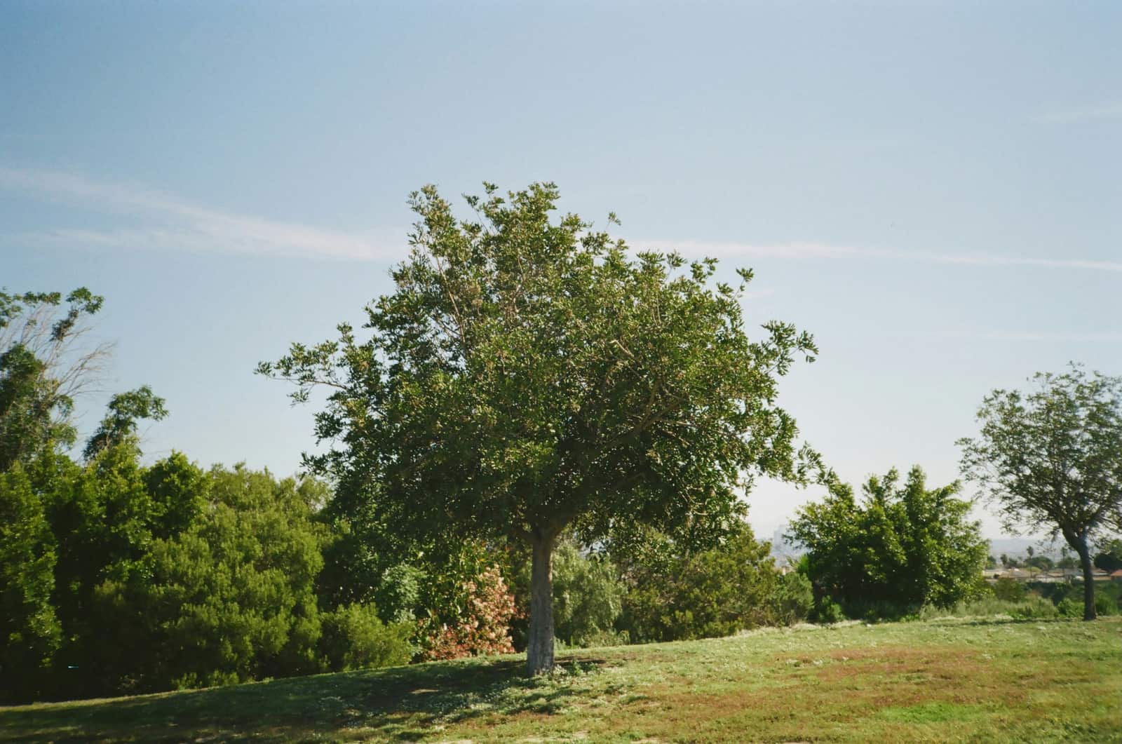 Large tree removal completed in Matthews NC