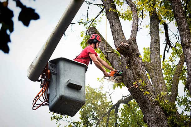 Professional tree removal service in Charlotte NC