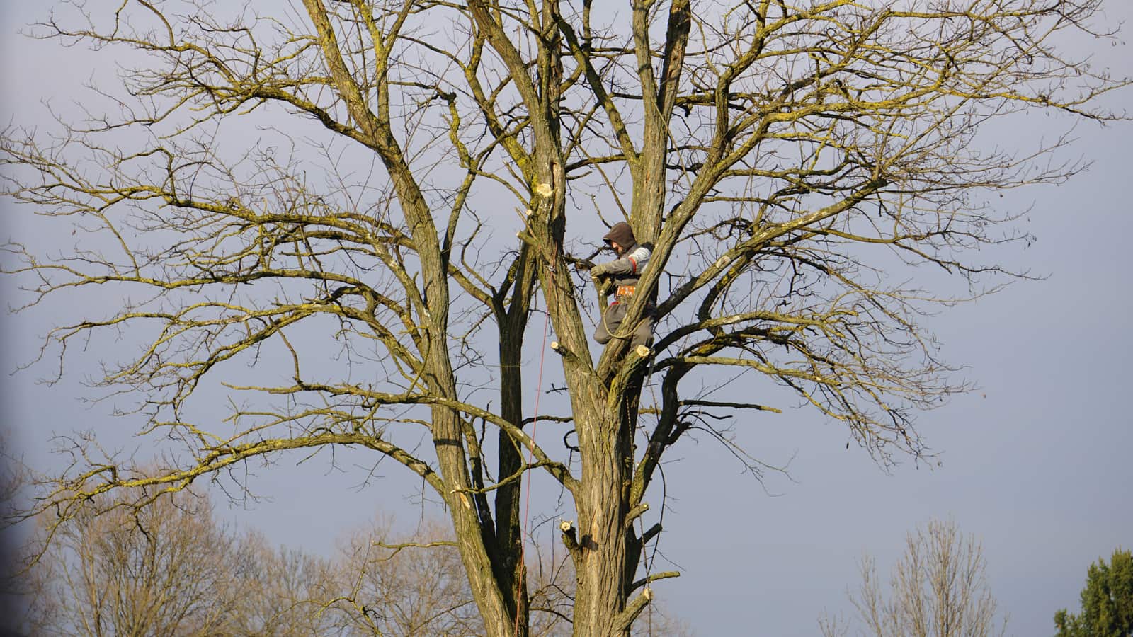 Expert tree trimming service for large trees in Charlotte